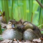 一人暮らし 独身 年をとったら 病気になったら 困ること
