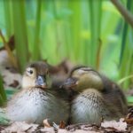 一人暮らし 独身 年をとったら 病気になったら 困ること