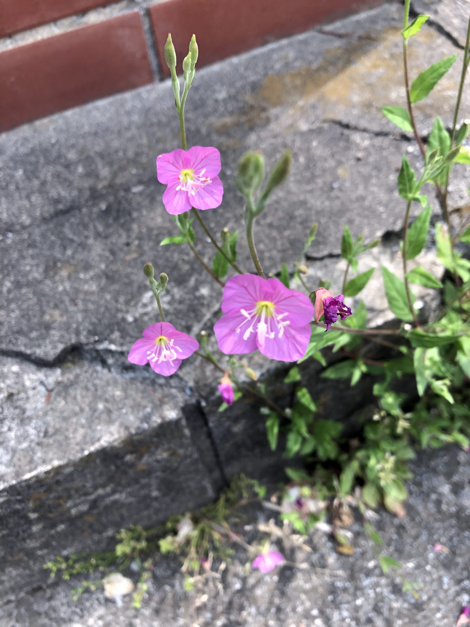 明るく元気が一番か 明るい振る舞いの前に気をつけたい事